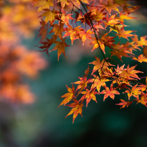 Crisp autumn leaves