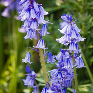 Bluebells
