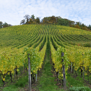 Rows of vines in a vineyard